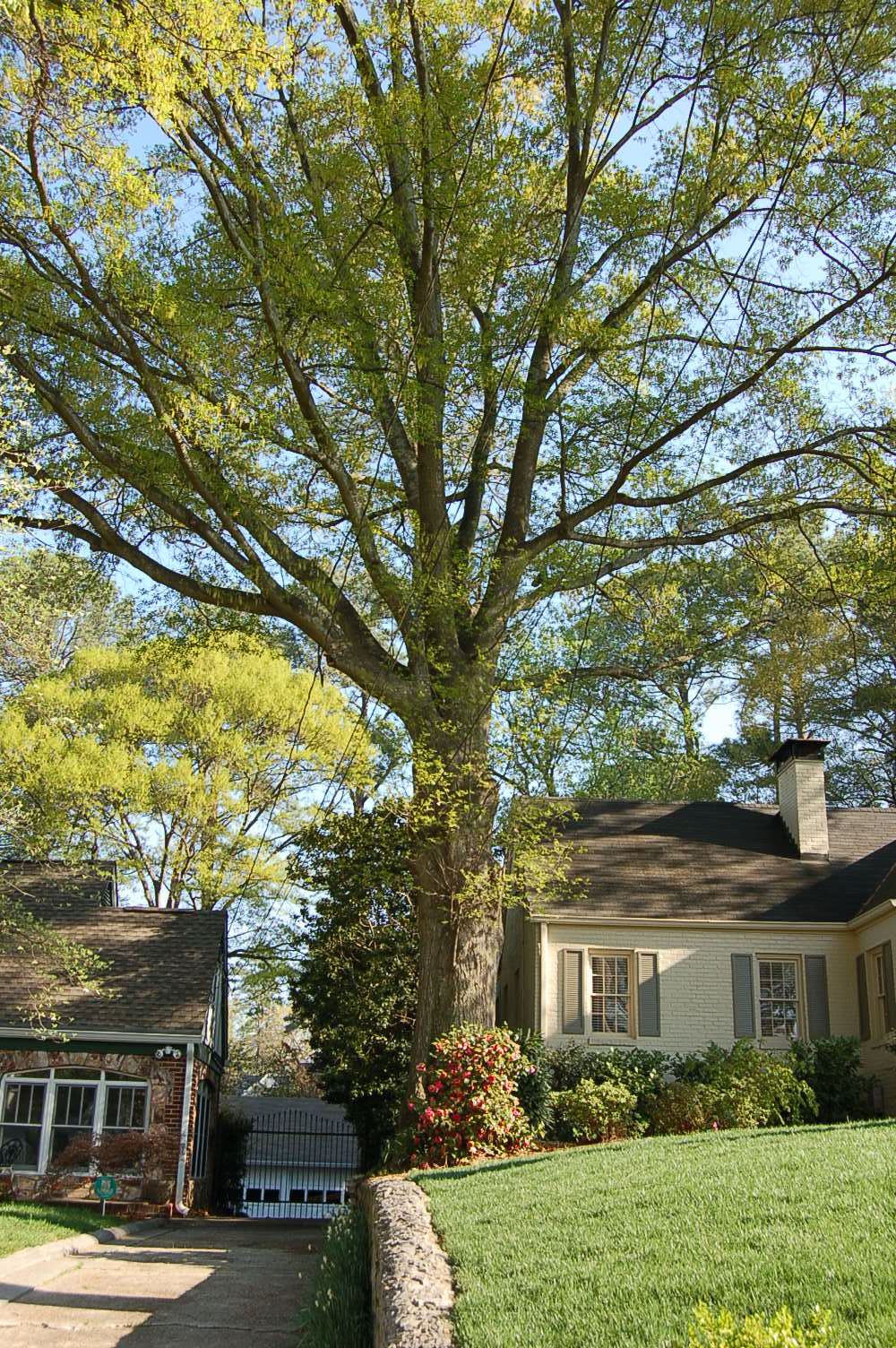 copy of oak tree at 414 east wesley